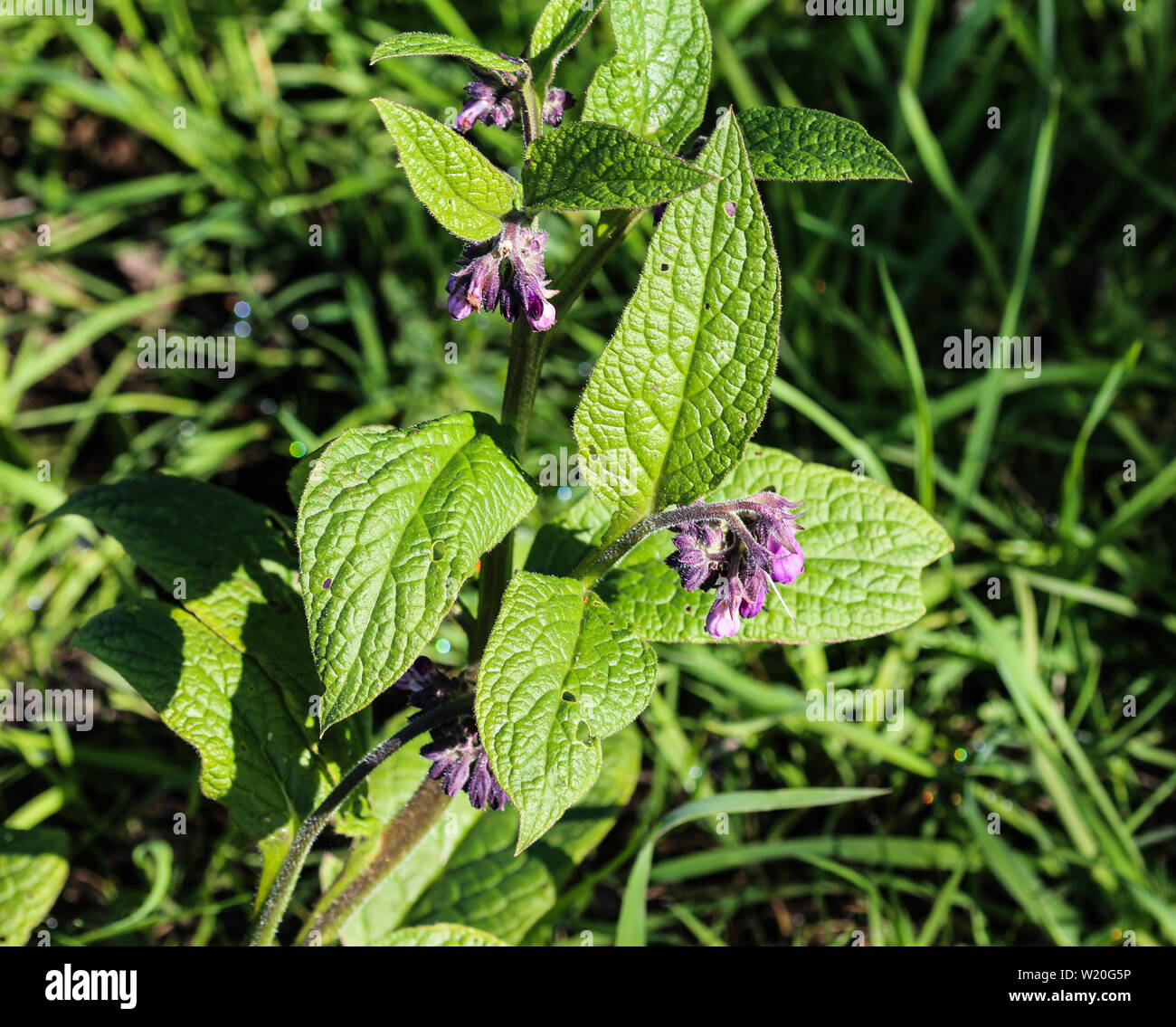 close up of wild common comfrey or true comfrey (Symphytum officinale ...