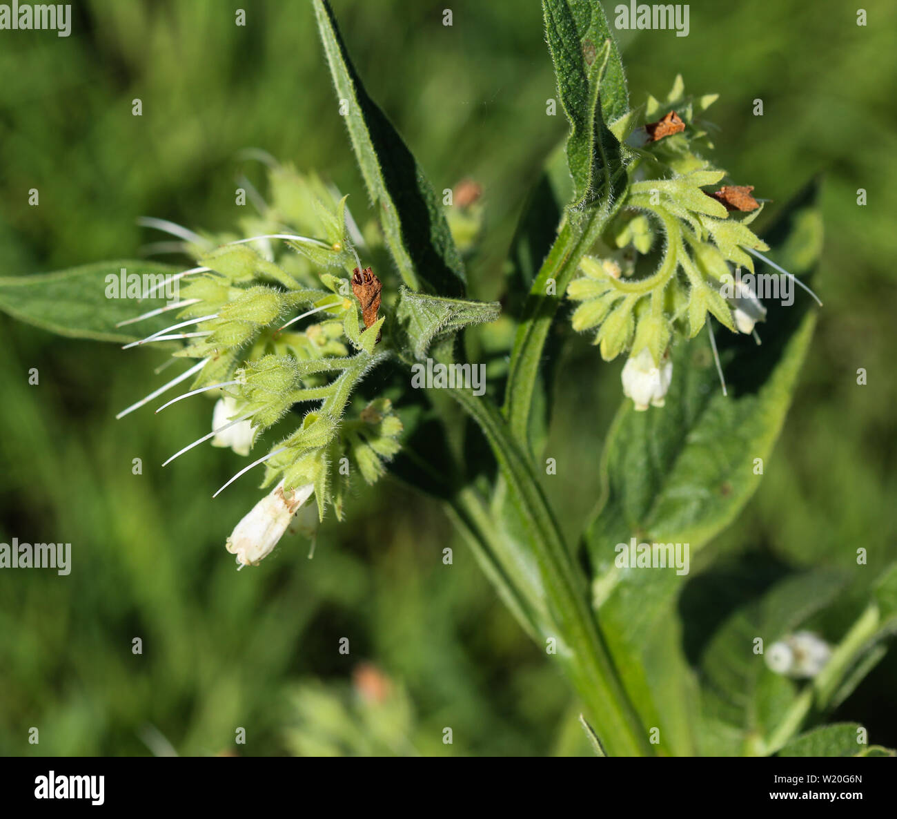 close up of wild common comfrey or true comfrey (Symphytum officinale) flower during spring Stock Photo