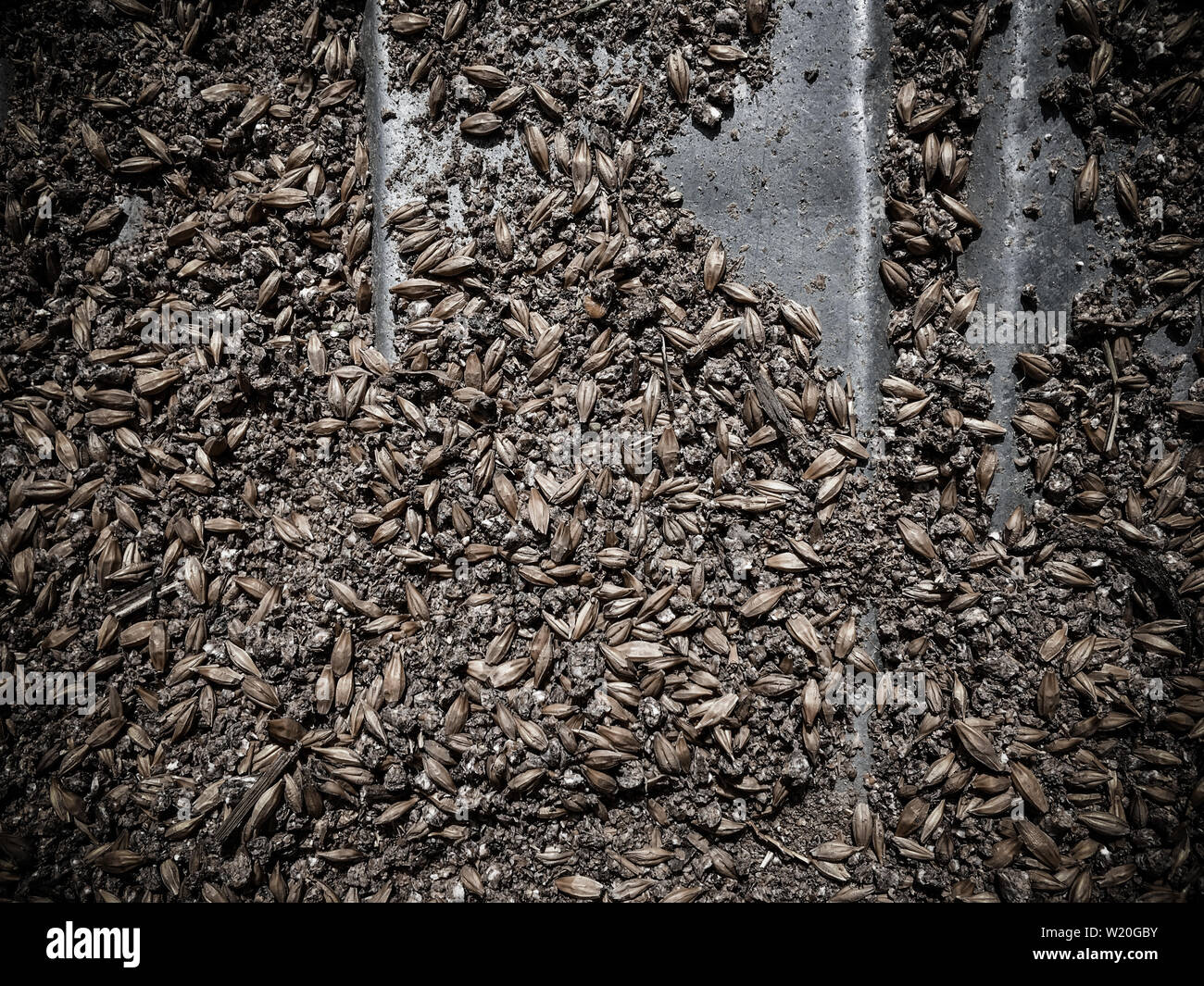 old grain feed for chickens on dirty metal surface top view close-up Stock Photo