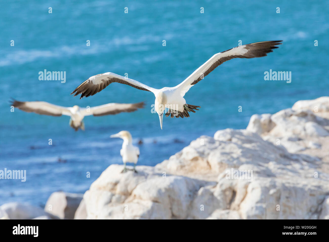 Cape Gannet (Morus capensis) flying in evening light, Birds Island, Lamberts Bay, Western Cape, South Africa. IUCN Endamgered Bird Species threatened Stock Photo