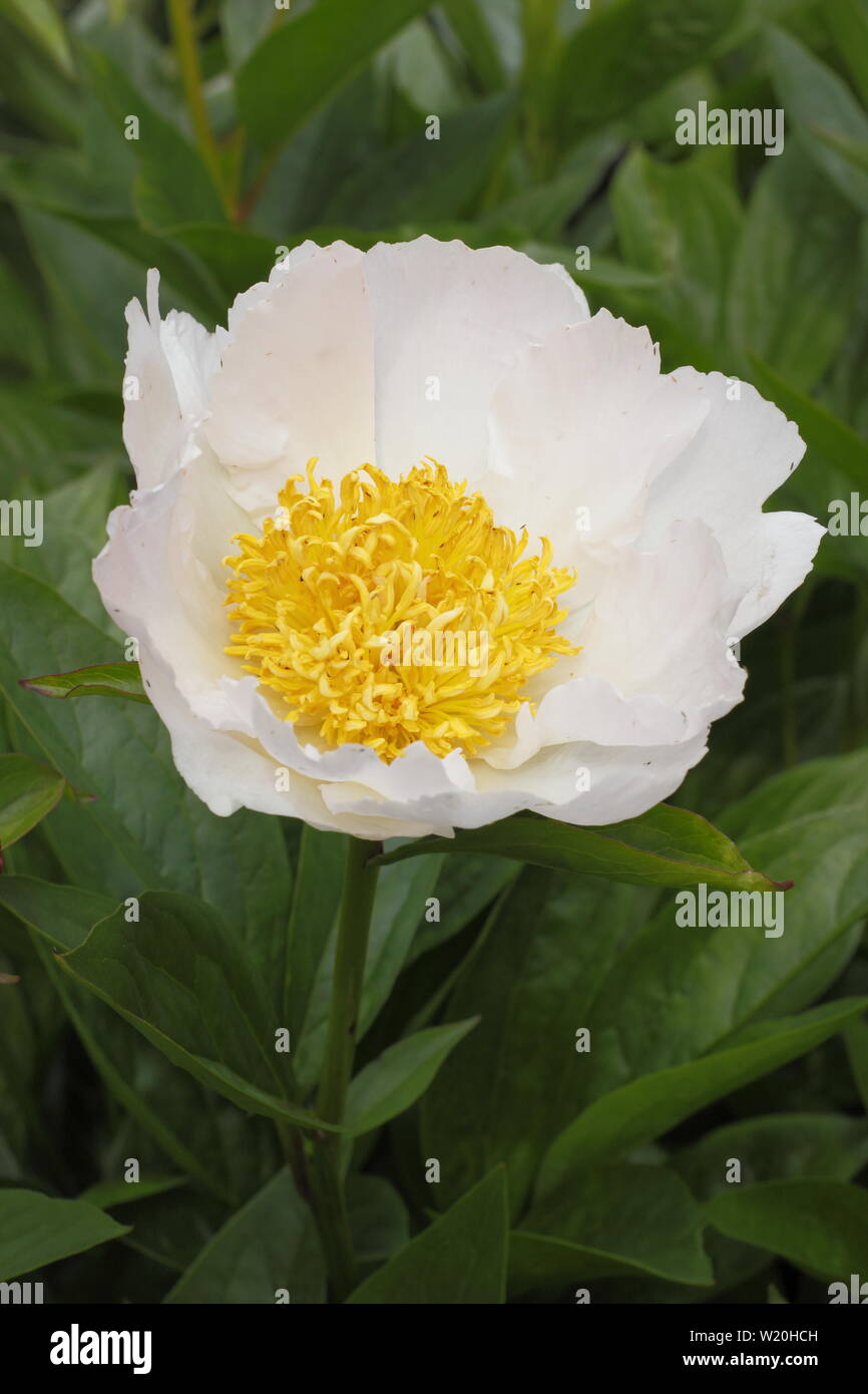 White peonies paeonia hi-res stock photography and images - Alamy