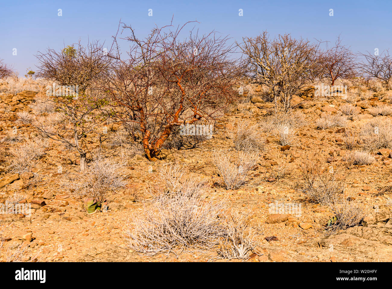 Scrubland Africa High Resolution Stock Photography and Images Alamy