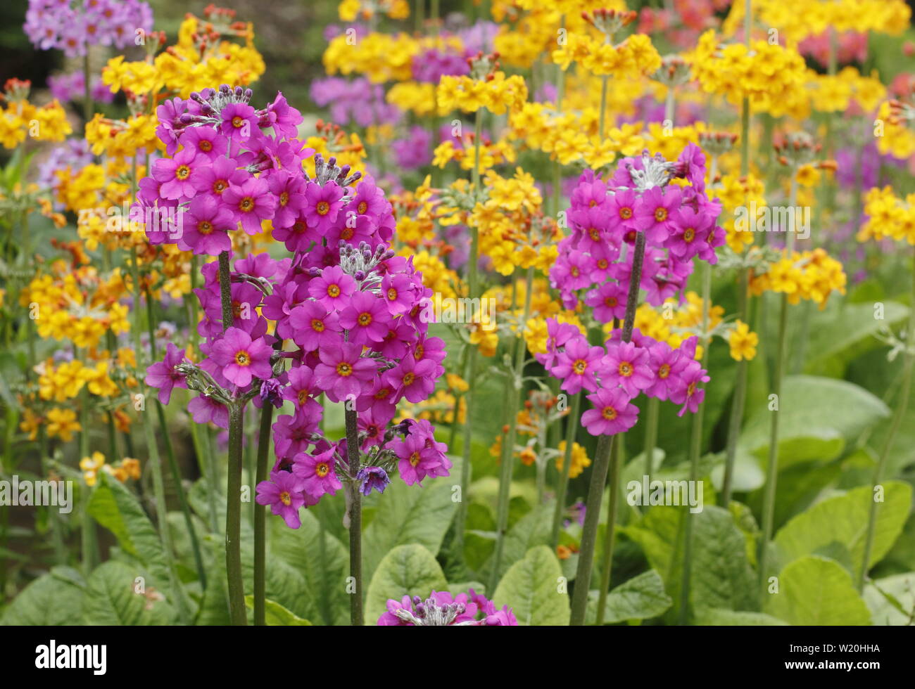 Candelabra primulas hires stock photography and images Alamy