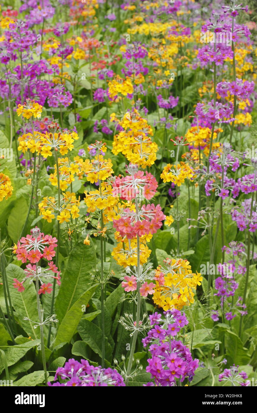 Candelabra Primulas Primula High Resolution Stock Photography and