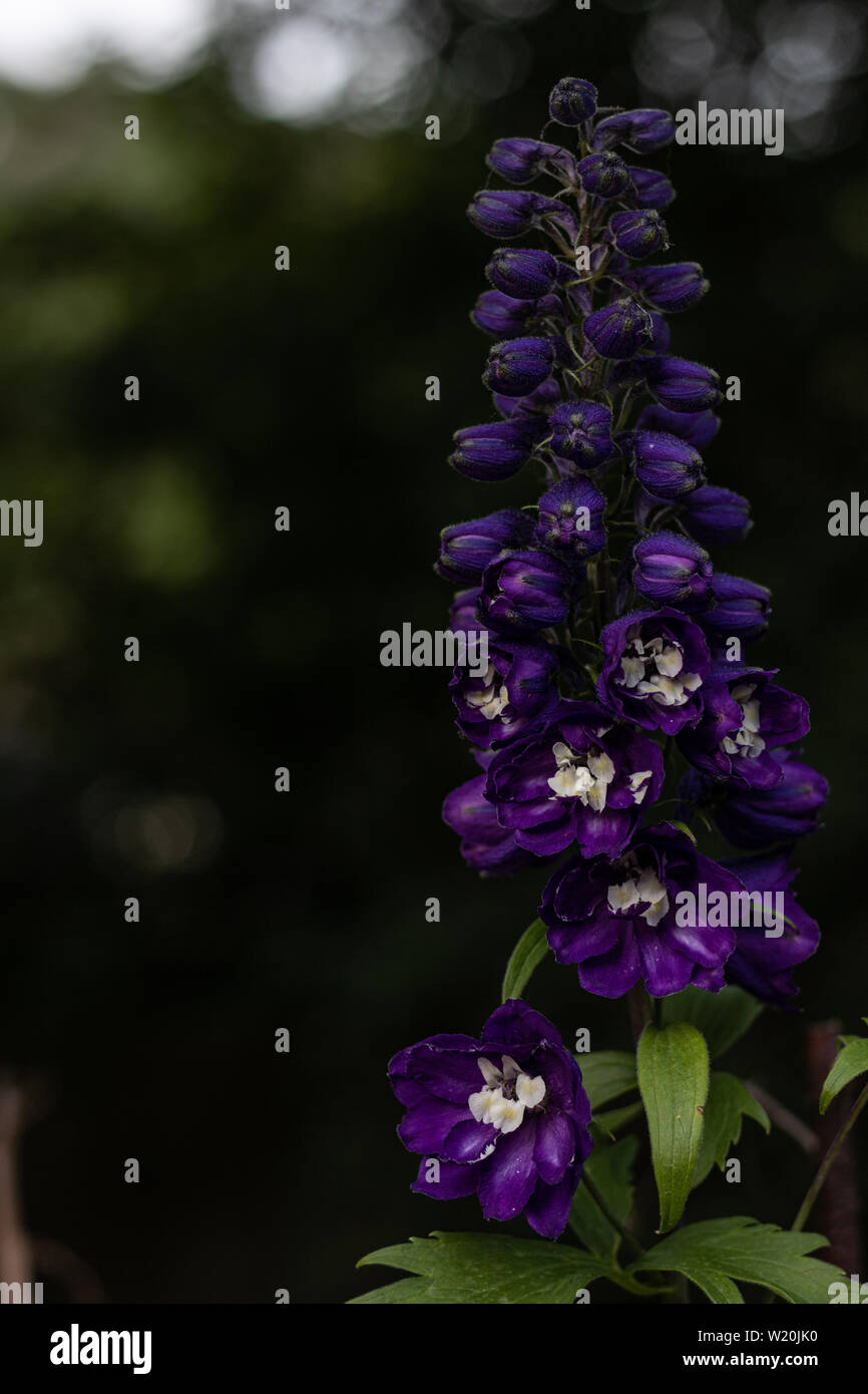 Candle larkspur Stock Photo