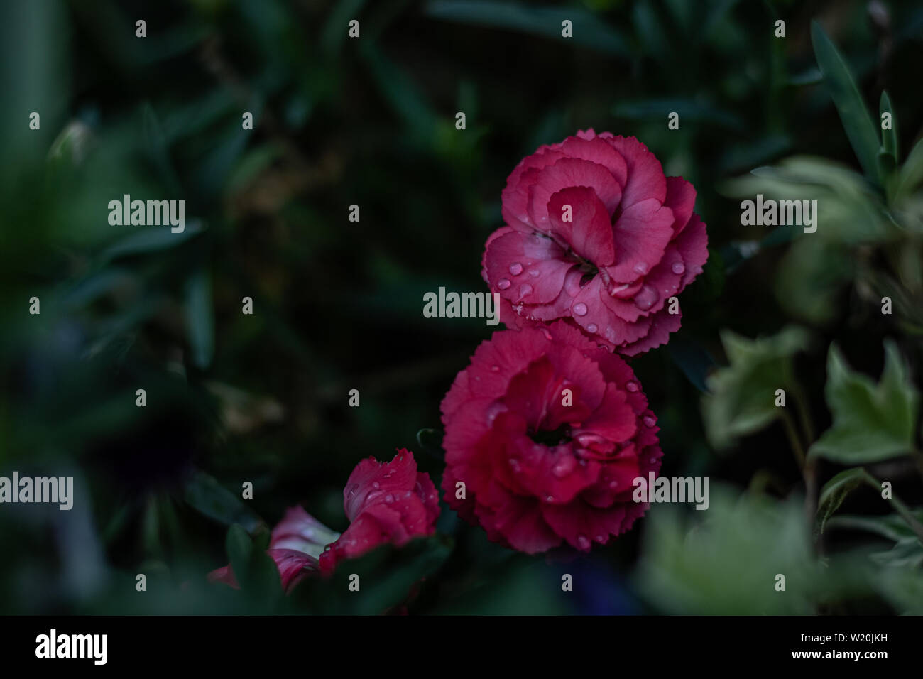 Air carnation hires stock photography and images Alamy