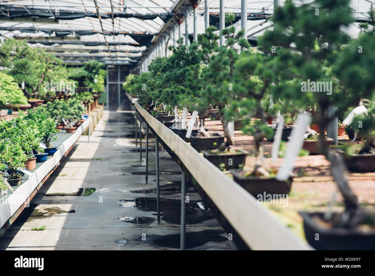 Bonsai greenhouse center. rows with small trees Stock Photo Alamy