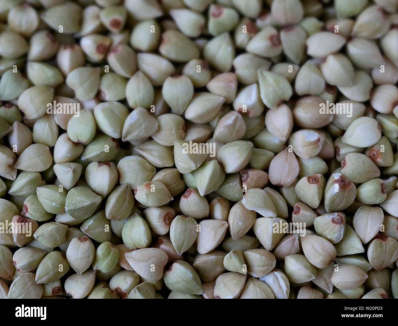 Closeup of Buckwheat Seeds, Fagopyrum esculentum, Food Background With