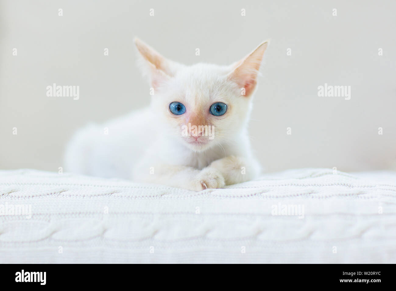 Baby cat. White kitten sleeping in couch with knitted blanket. Domestic animal. Home pet. Young