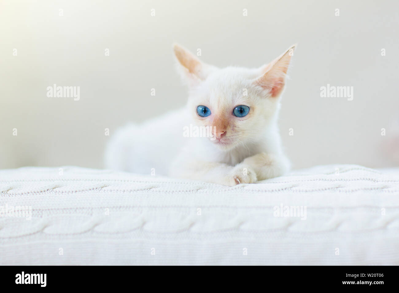 Baby cat. White kitten sleeping in couch with knitted blanket. Domestic