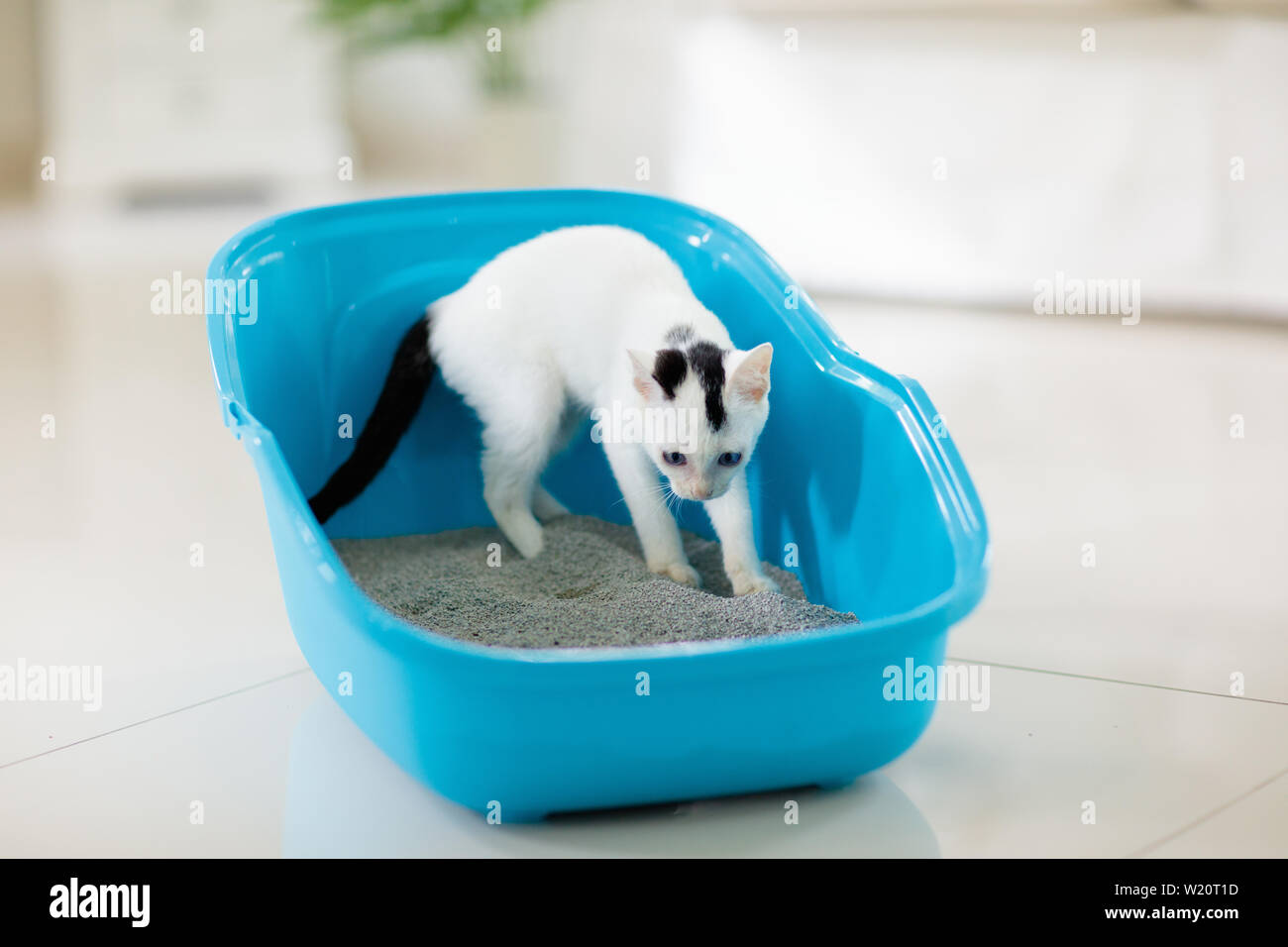 Cat in litter box. White little kitten in toilet with sand filler. Home