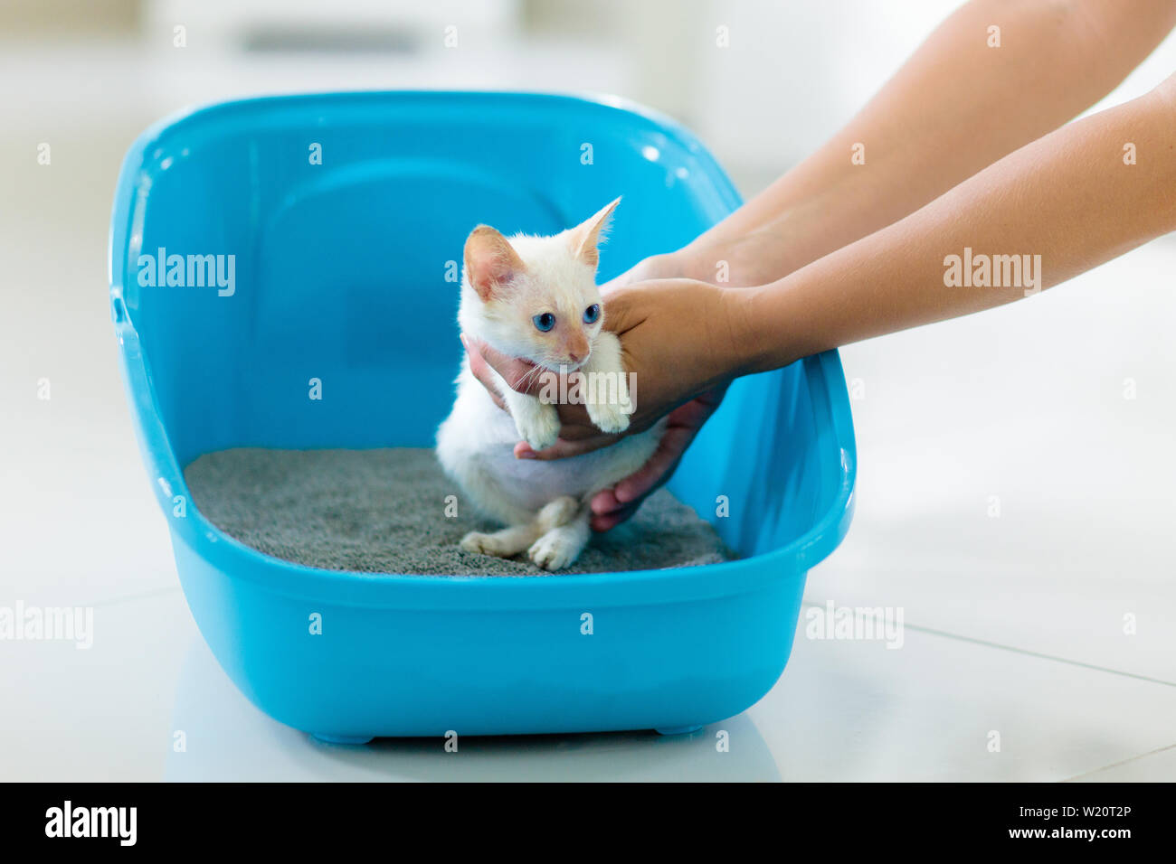 Cat in litter box. White little kitten in toilet with sand filler. Home