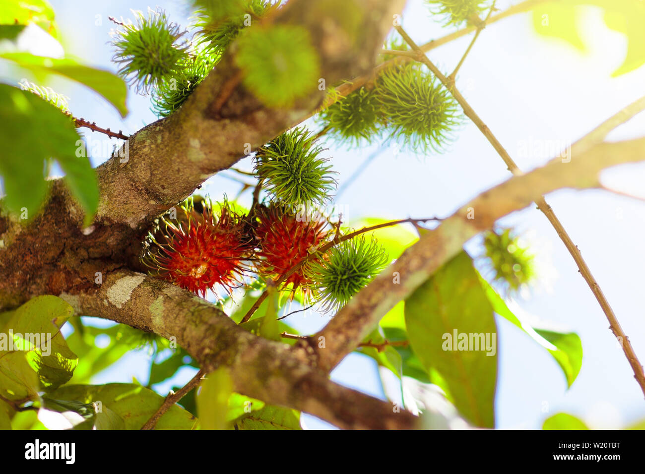 Rambutan growing on tree. Tropical fruit of Thailand and Malaysia ...