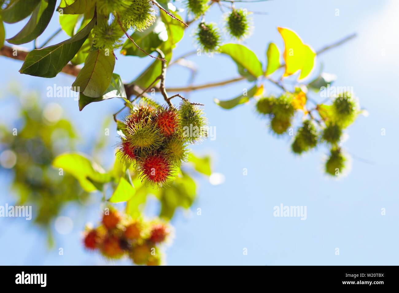Rambutan growing on tree. Tropical fruit of Thailand and Malaysia ...
