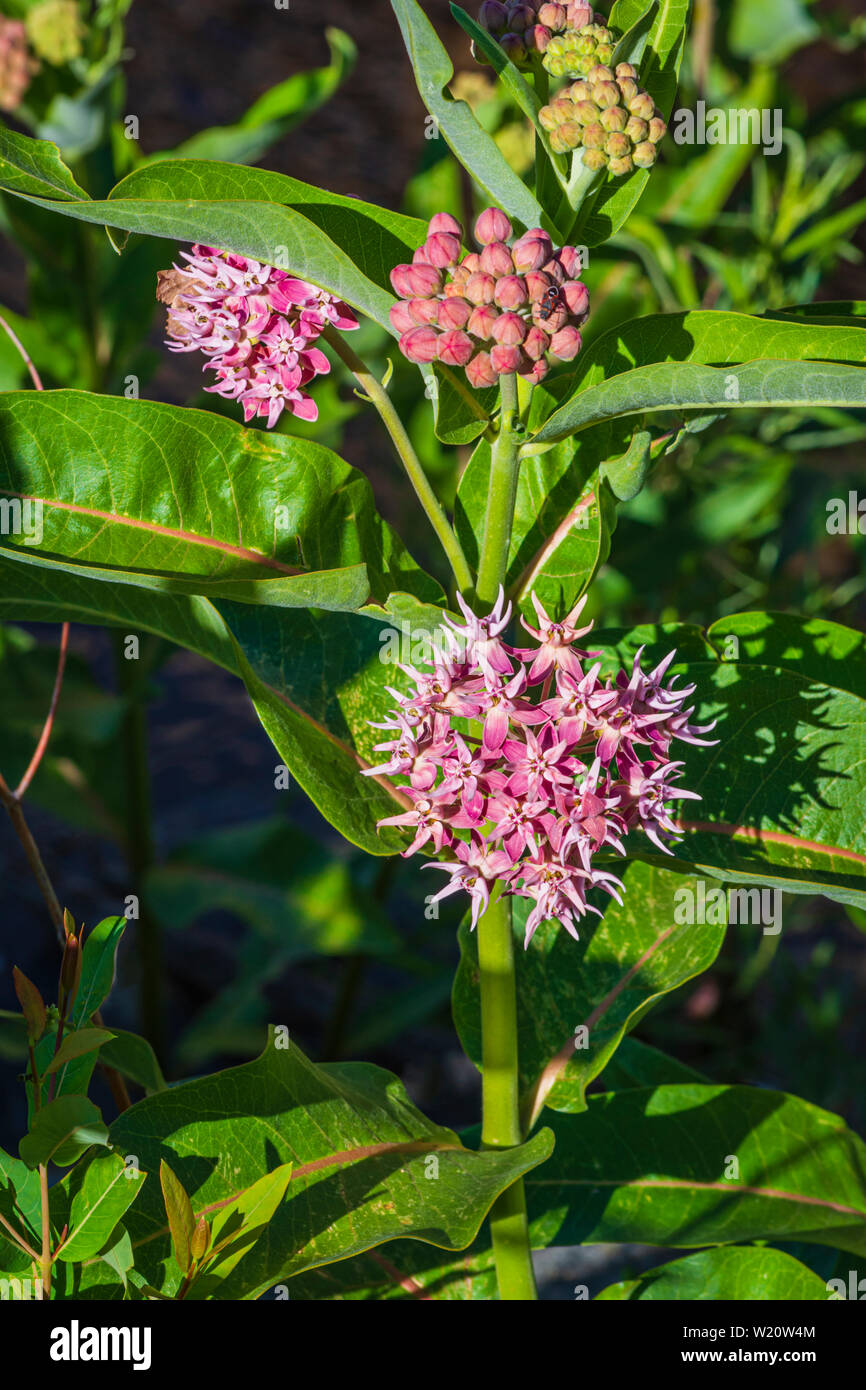 Showy Milkweed (Asclepias speciosa) plant flowers blooming in June, Castle Rock Colorado US. Stock Photo