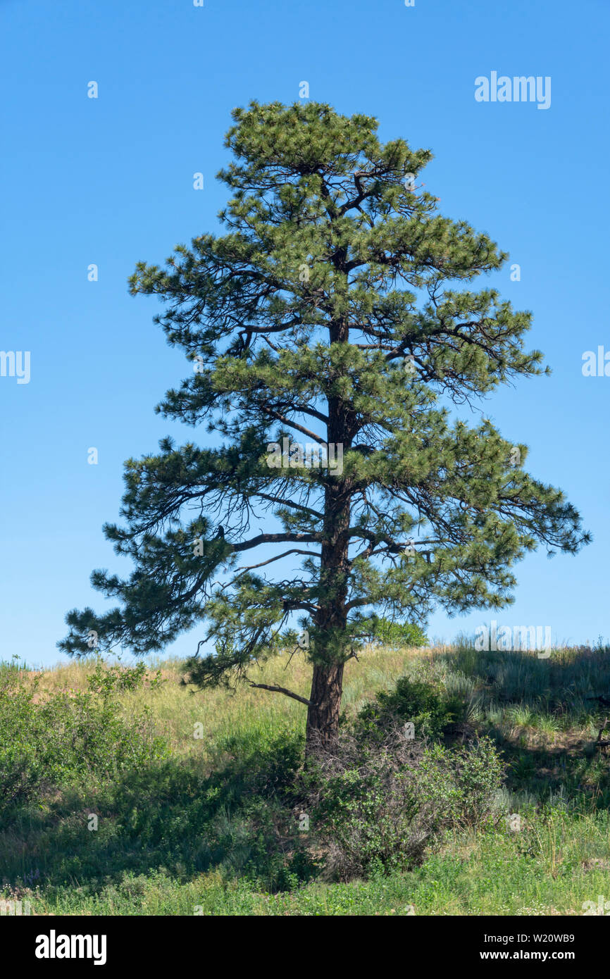 Mature Ponderosa Pine tree (Pinus ponderosa scopulorum), Castle Rock Colorado US. Photo taken in June. Stock Photo