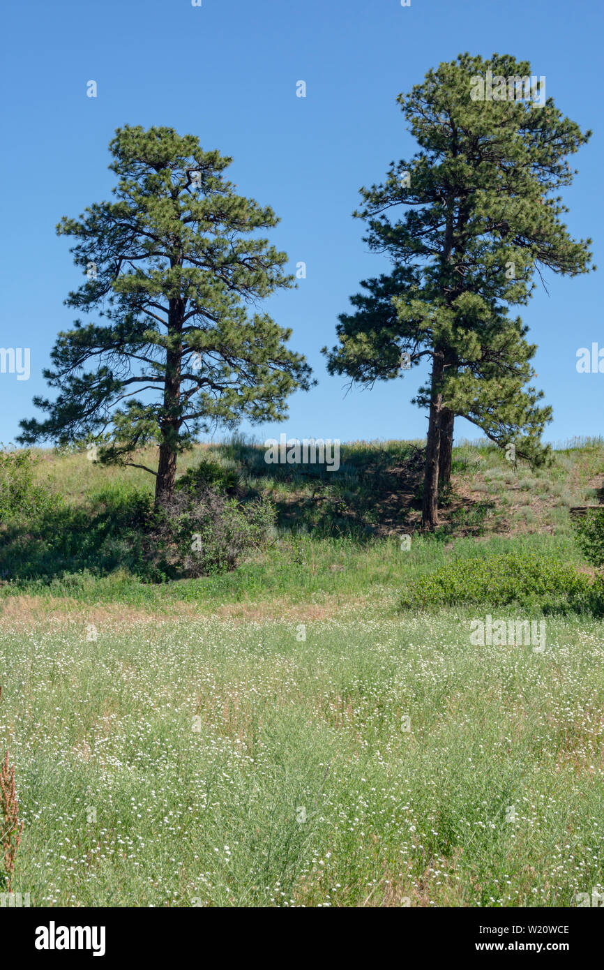 Mature Ponderosa Pine trees (Pinus ponderosa scopulorum), Castle Rock Colorado US. Photo taken in June. Stock Photo