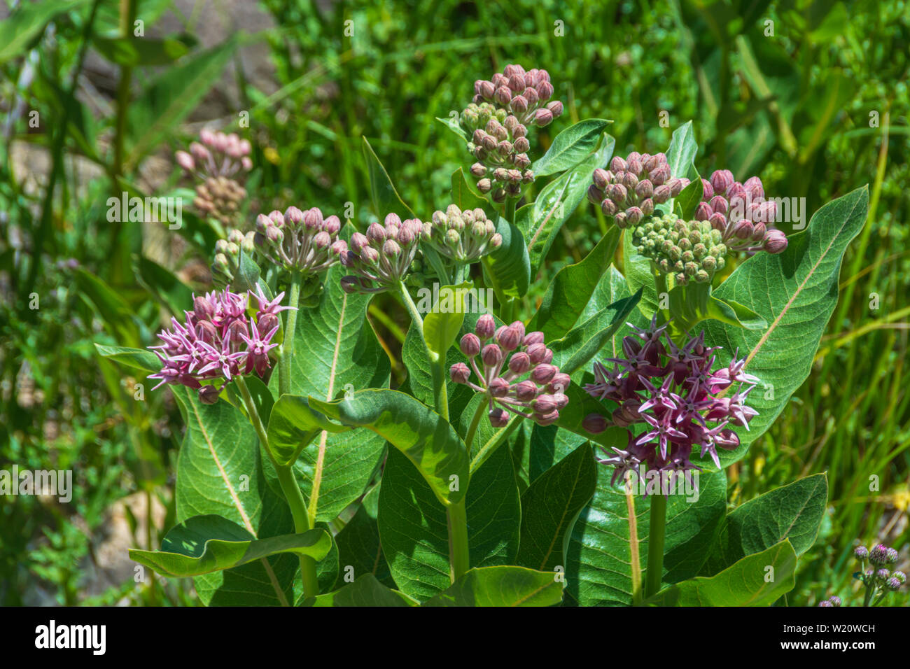 Showy Milkweed (Asclepias speciosa) plant flowers blooming in June, Castle Rock Colorado US. Stock Photo