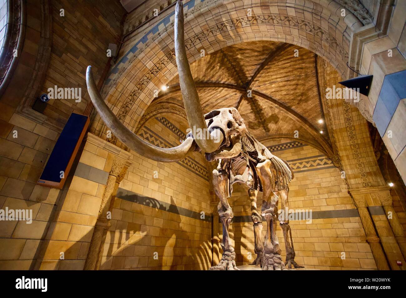 Natural History Museum, Cromwell Road, South Kensington, Royal Borough of Kensington and Chelsea - Mammoth skeleton. Stock Photo