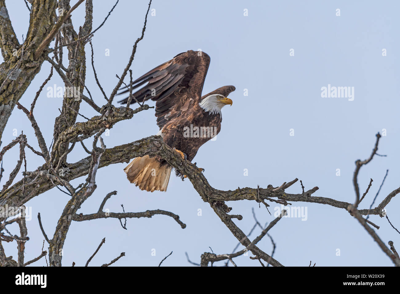 Bald Eagle Starting to Take off from a Tree in Winter along the Mississippi River Stock Photo