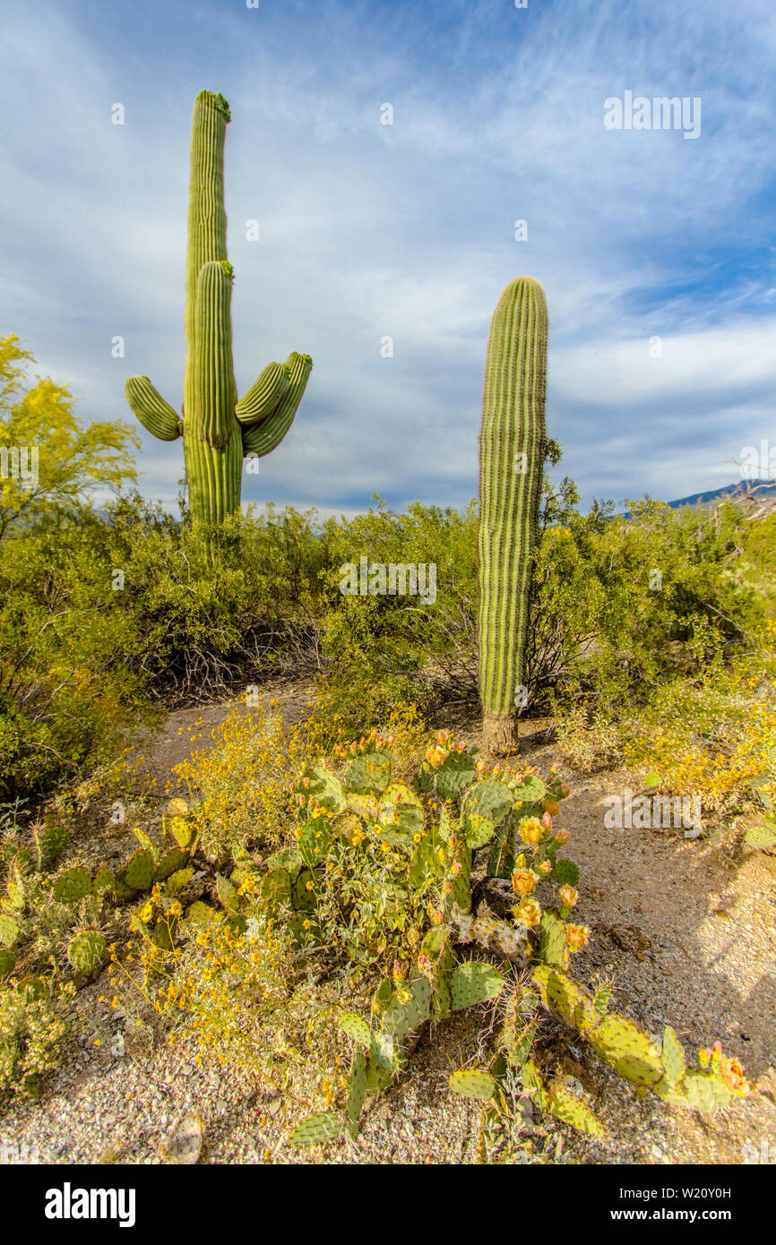 Desert Wildflower Landscape. Prickly pear cactus and the mighty Saguaro