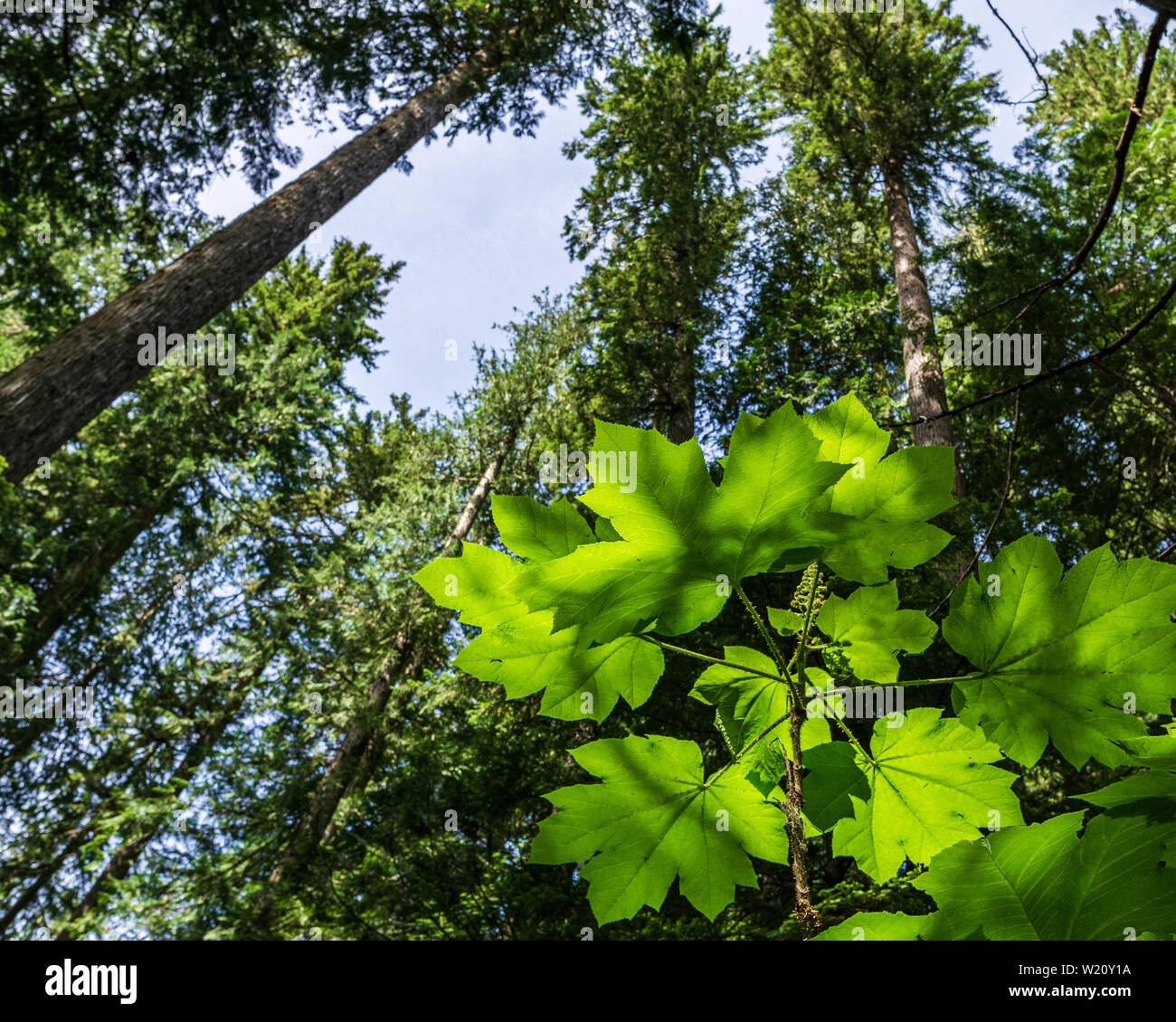 Bottom view of tall old trees in the forest of Garibaldi provincial ...