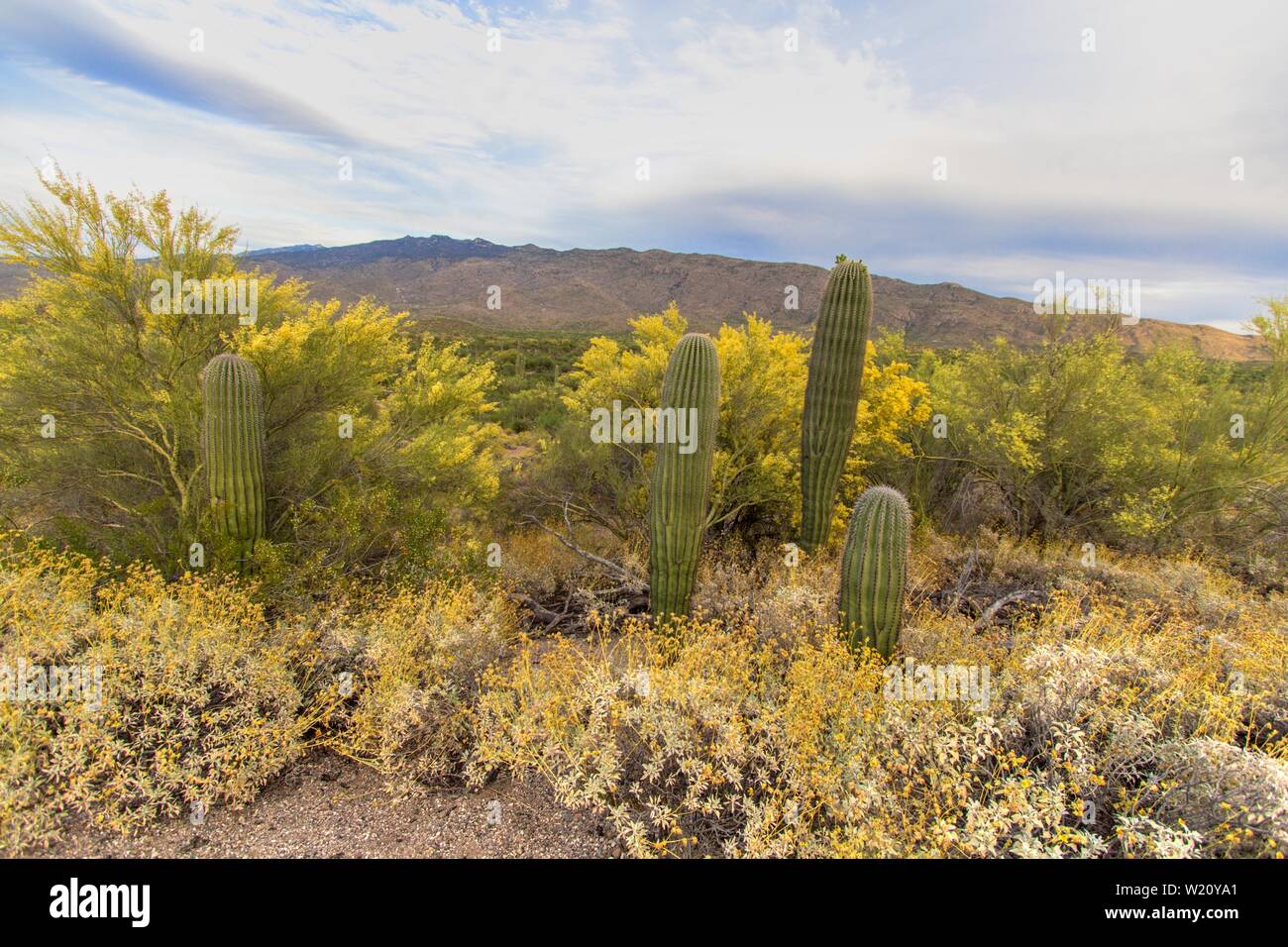Saguaro cactus and brittle bush in bloom at Saguaro National Park in Tucson, Arizona. Stock Photo