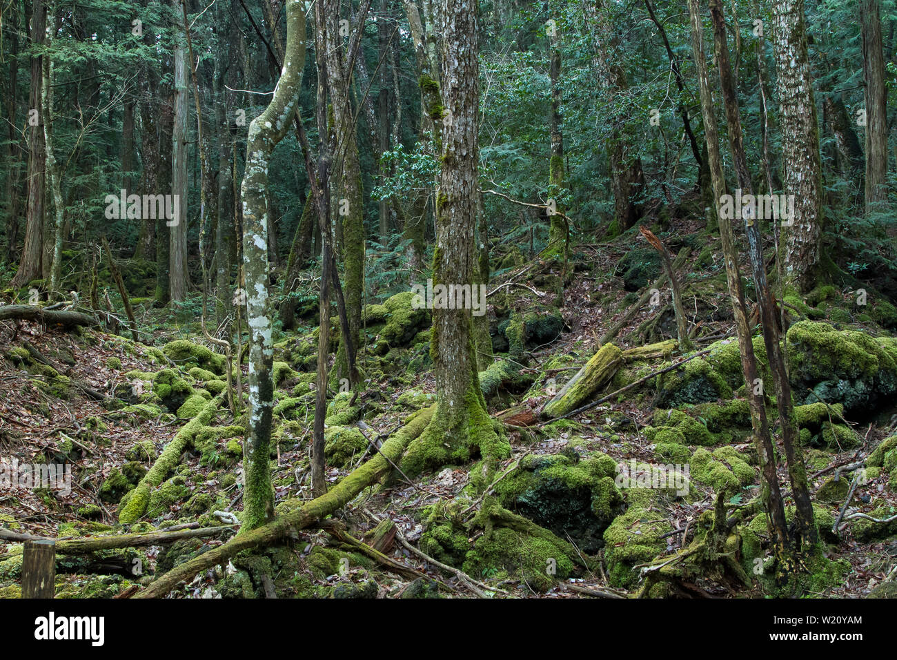 Suicide forest hi-res stock photography and images - Alamy