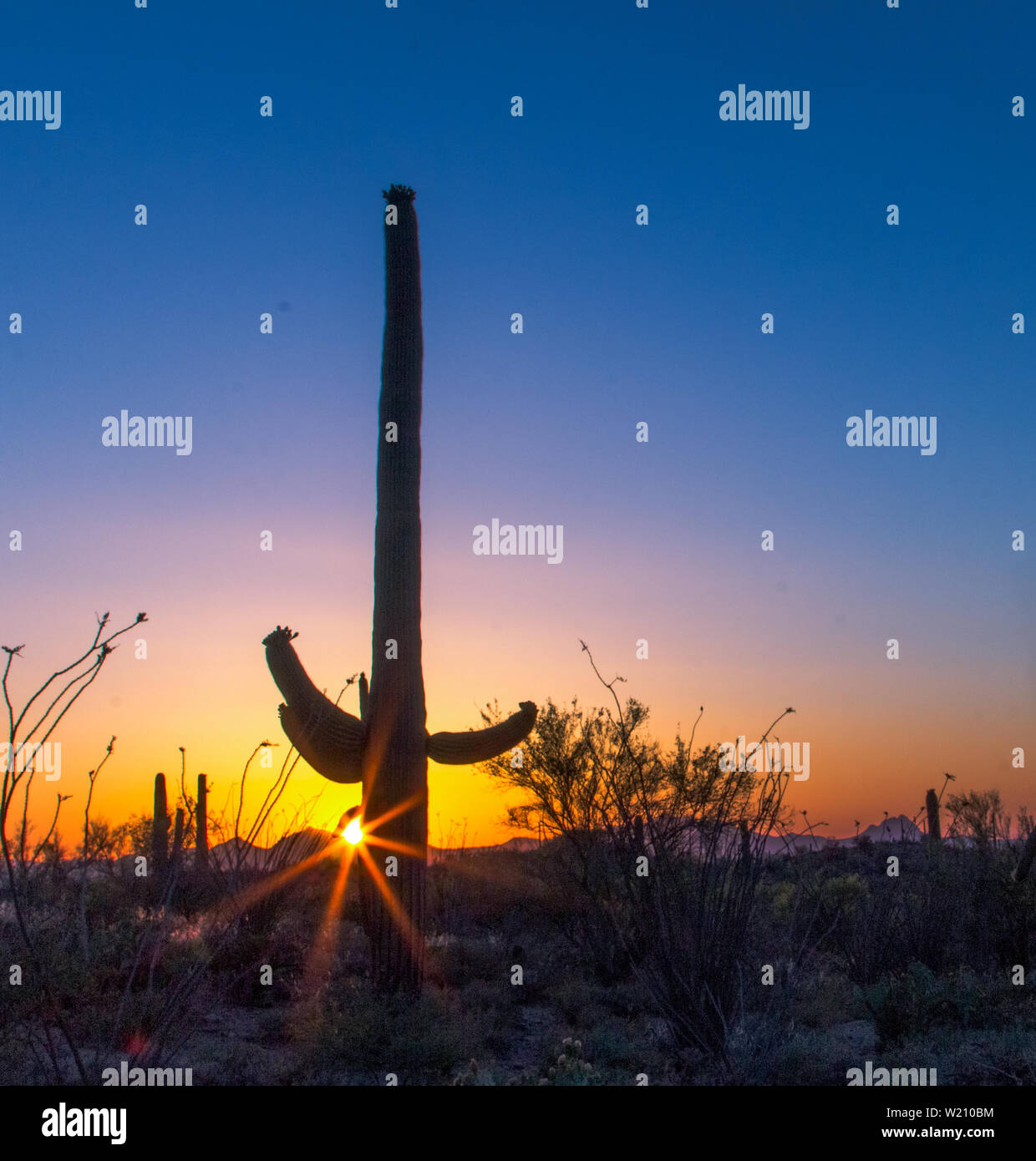 Saguaro Cactus Silhouette. Rare large Saguaro cactus in the Sonora desert at sunset in Saguaro National Park in vertical orientation. Tucson, Arizona, Stock Photo