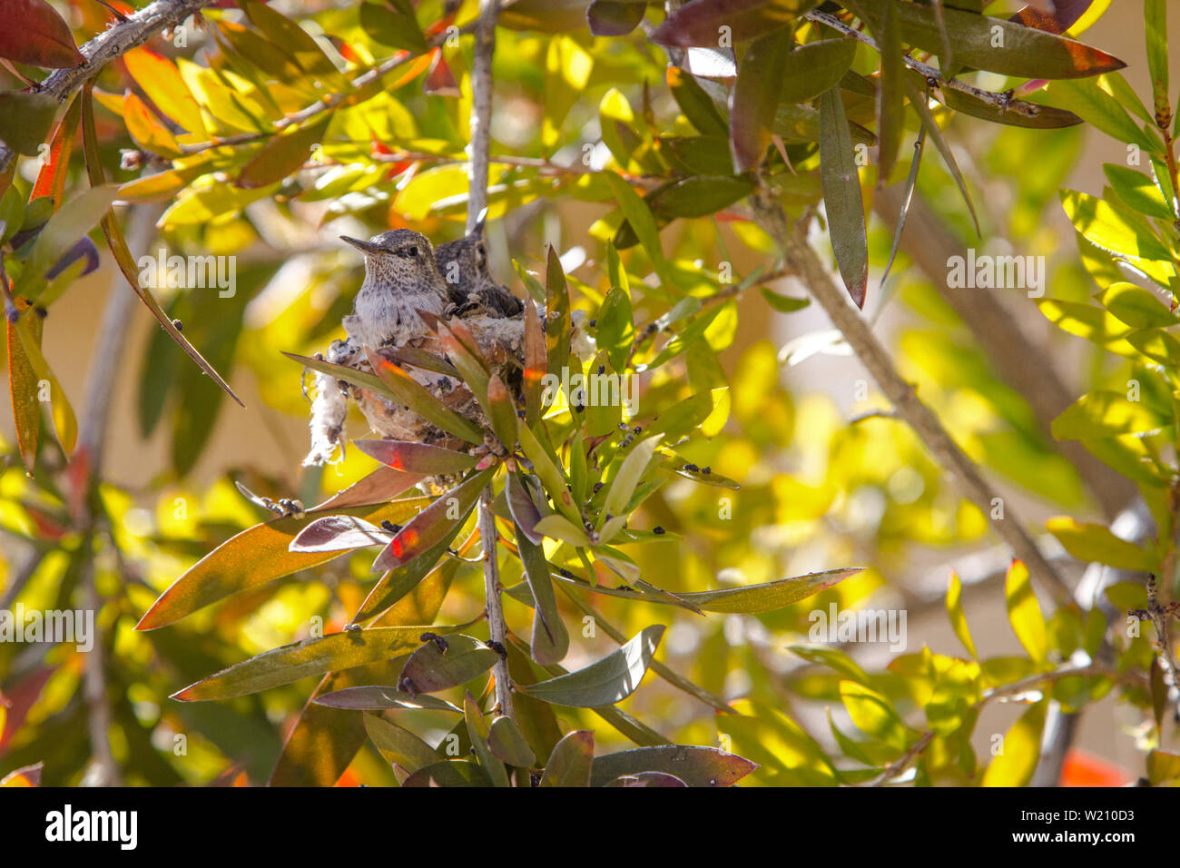 Two Baby Hummingbirds In Nest. Two juvenile baby ruby throated