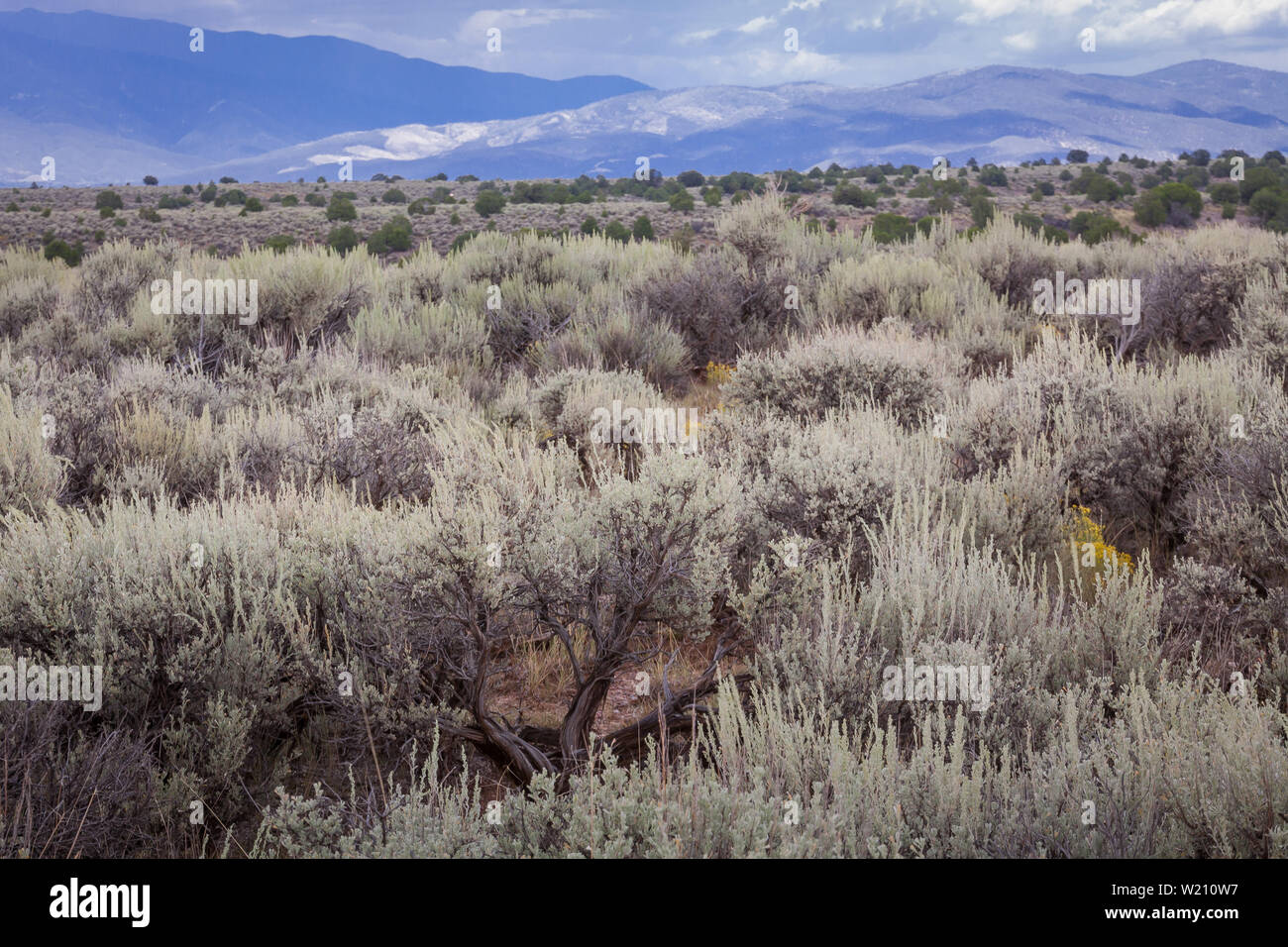 High desert sage and Sangre de Cristo Mountains in the background, south of Taos New Mexico. Stock Photo