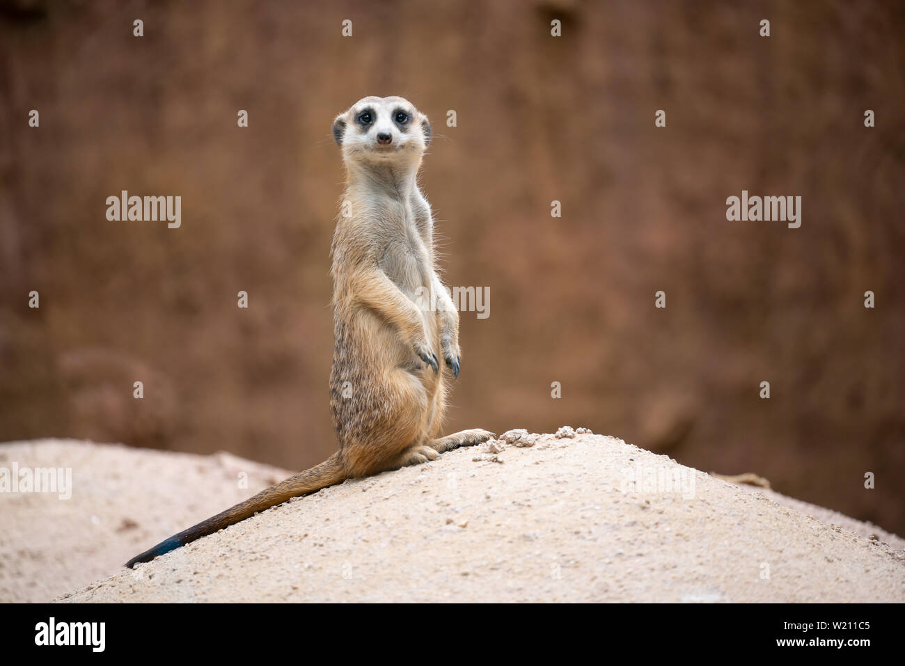 cute meerkat ( Suricata suricatta ) standing on the rock Stock Photo