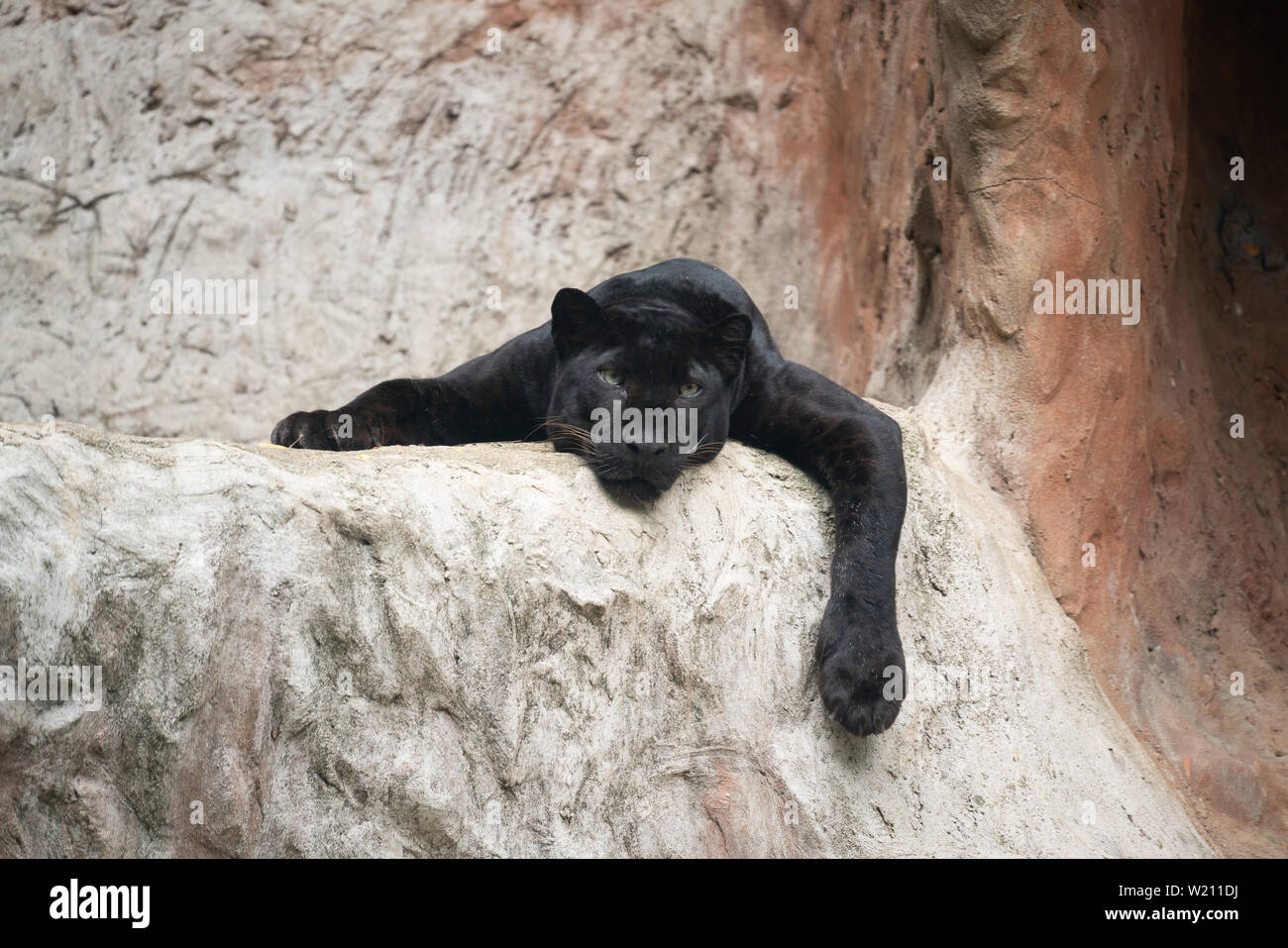 lazy black panther lay down on the rock Stock Photo