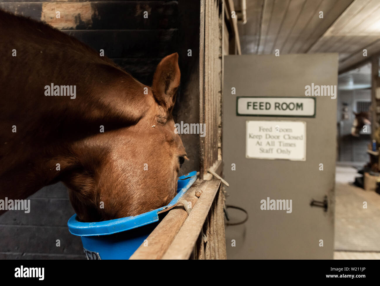 Horse Feed Bucket High Resolution Stock Photography and Images Alamy