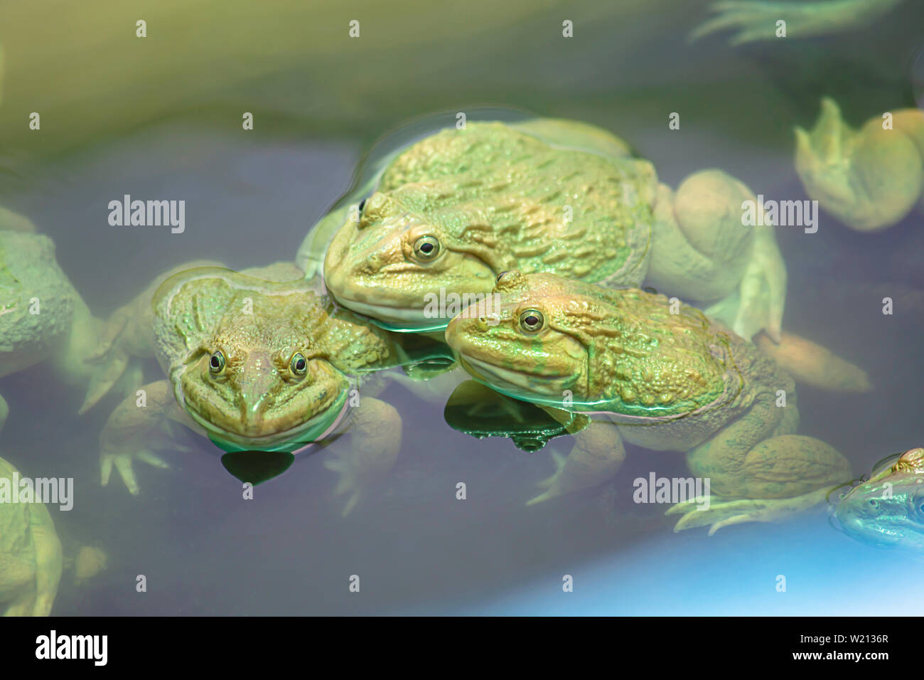 Big frog in the water at the farm. Stock Photo
