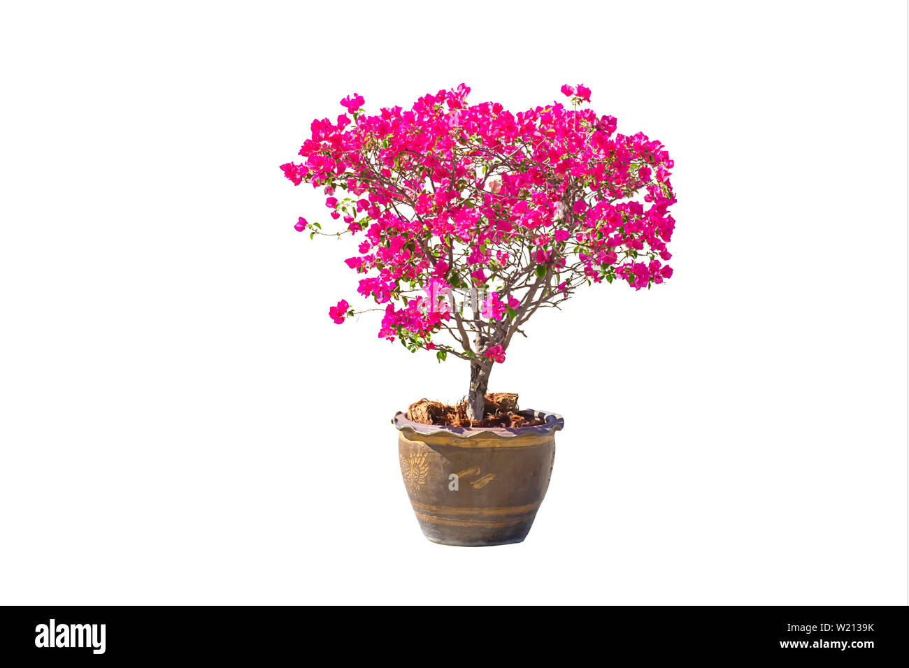 The pink Bougainvillea flowers are in a plant pot made of clay on a white background with clipping path. Stock Photo
