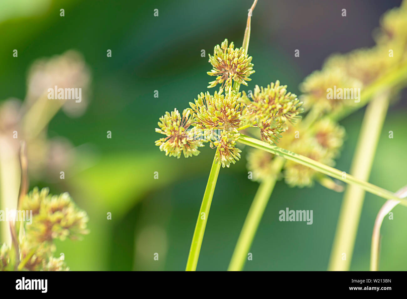 Green flowers of the Cyperaceae  on a lotus pond. Stock Photo