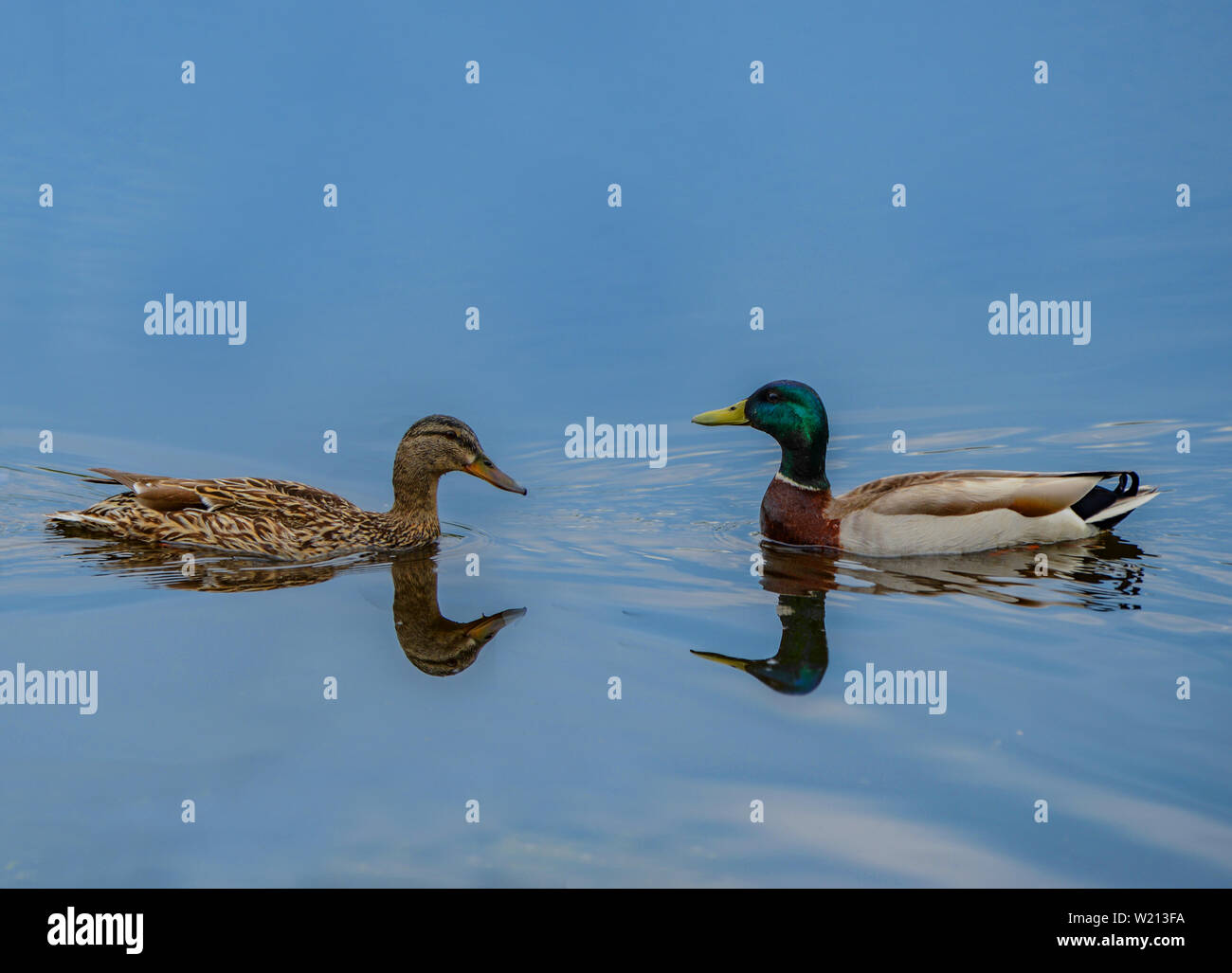 Loving Ducks Stock Photo