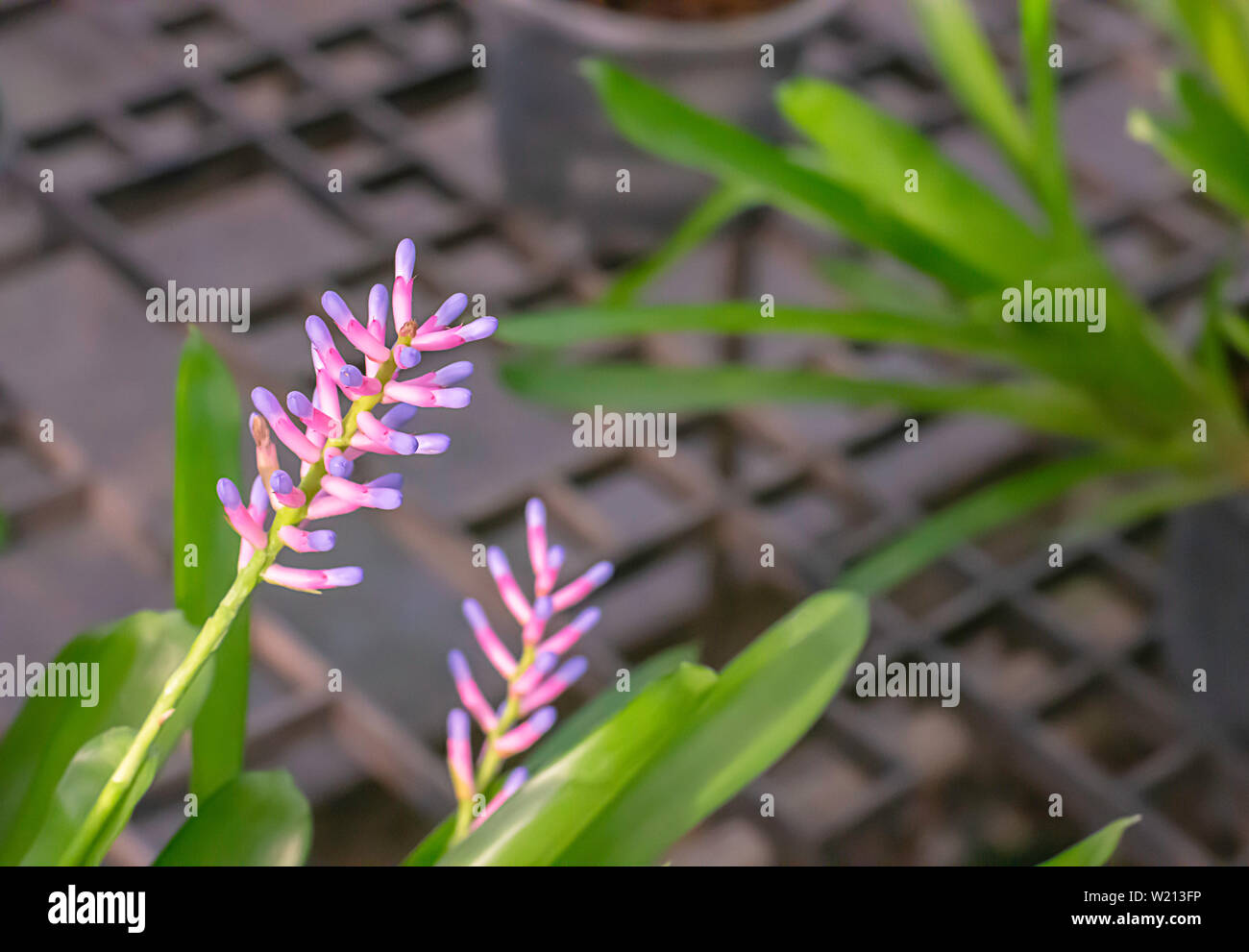 Beautiful purple and pink  flowers or Aechmea gamosepala Wittm. cv. Matchsticks. in garden. Stock Photo