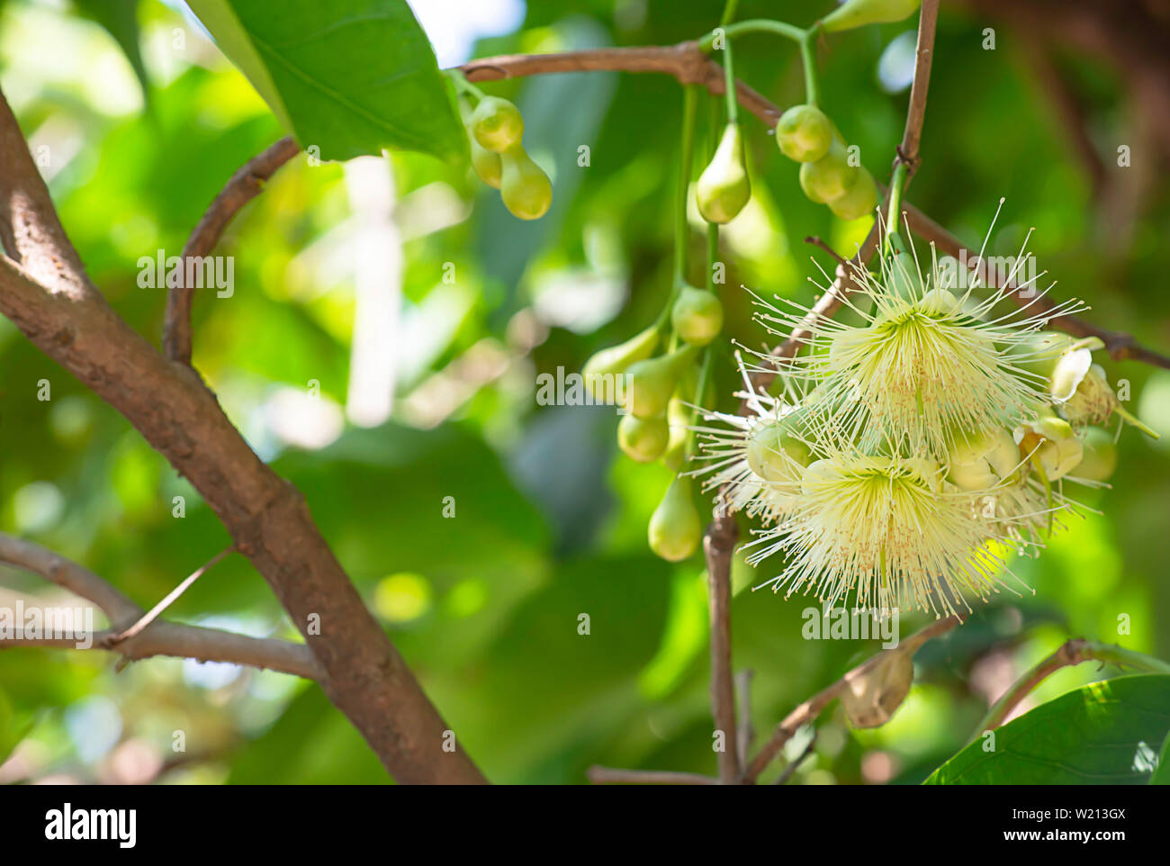 Set of apple trees hi-res stock photography and images - Alamy
