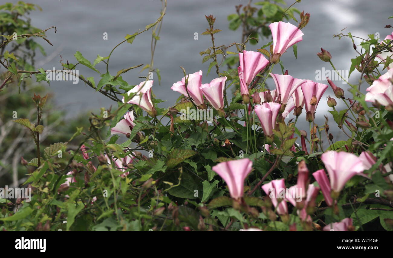 Pink and white morning glory flowers bloom on a vine, northern CA coast. Stock Photo