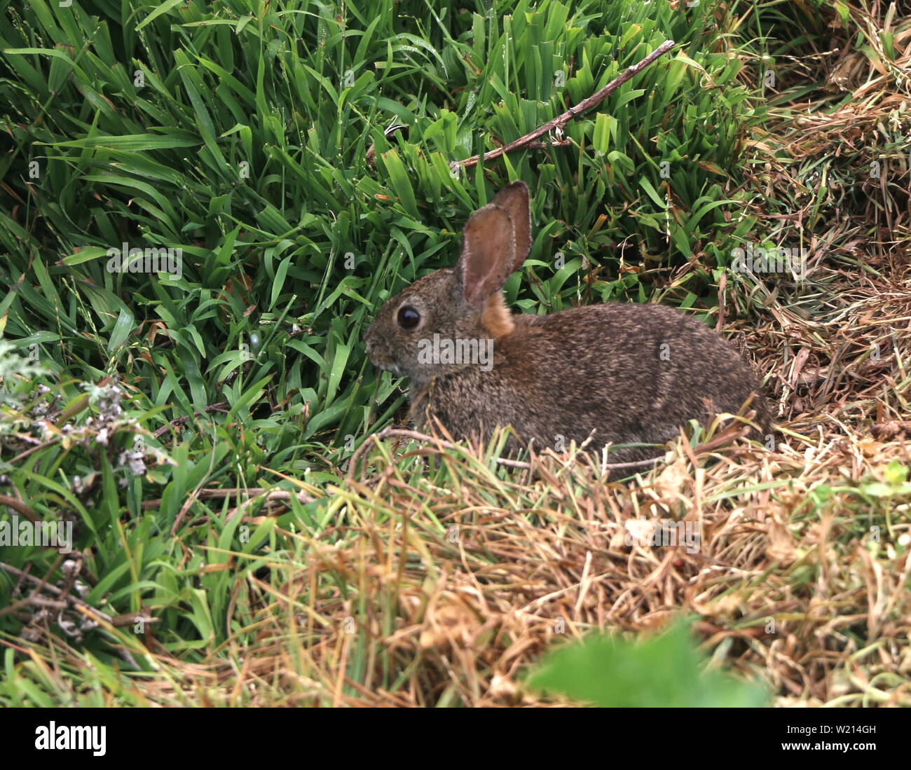 Small brown rabbit in the forest, northern CA. Stock Photo