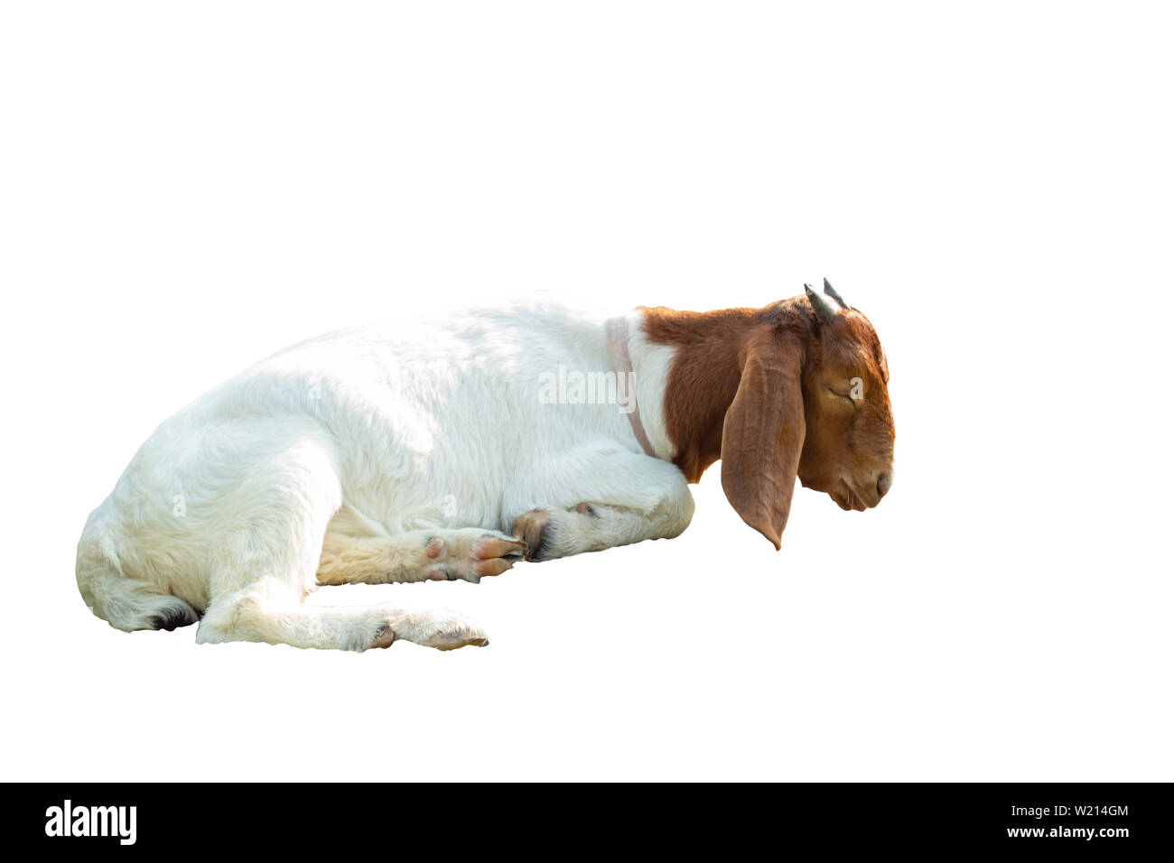Isolated Goats are sleeping on a white background with clipping path. Stock Photo