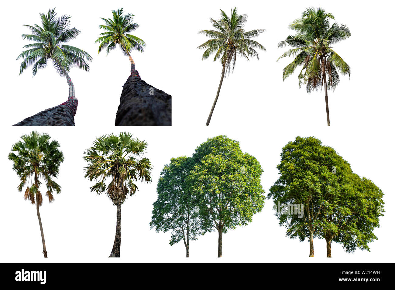 Isolated coconut trees and Palm trees on a white background with clipping path. Stock Photo