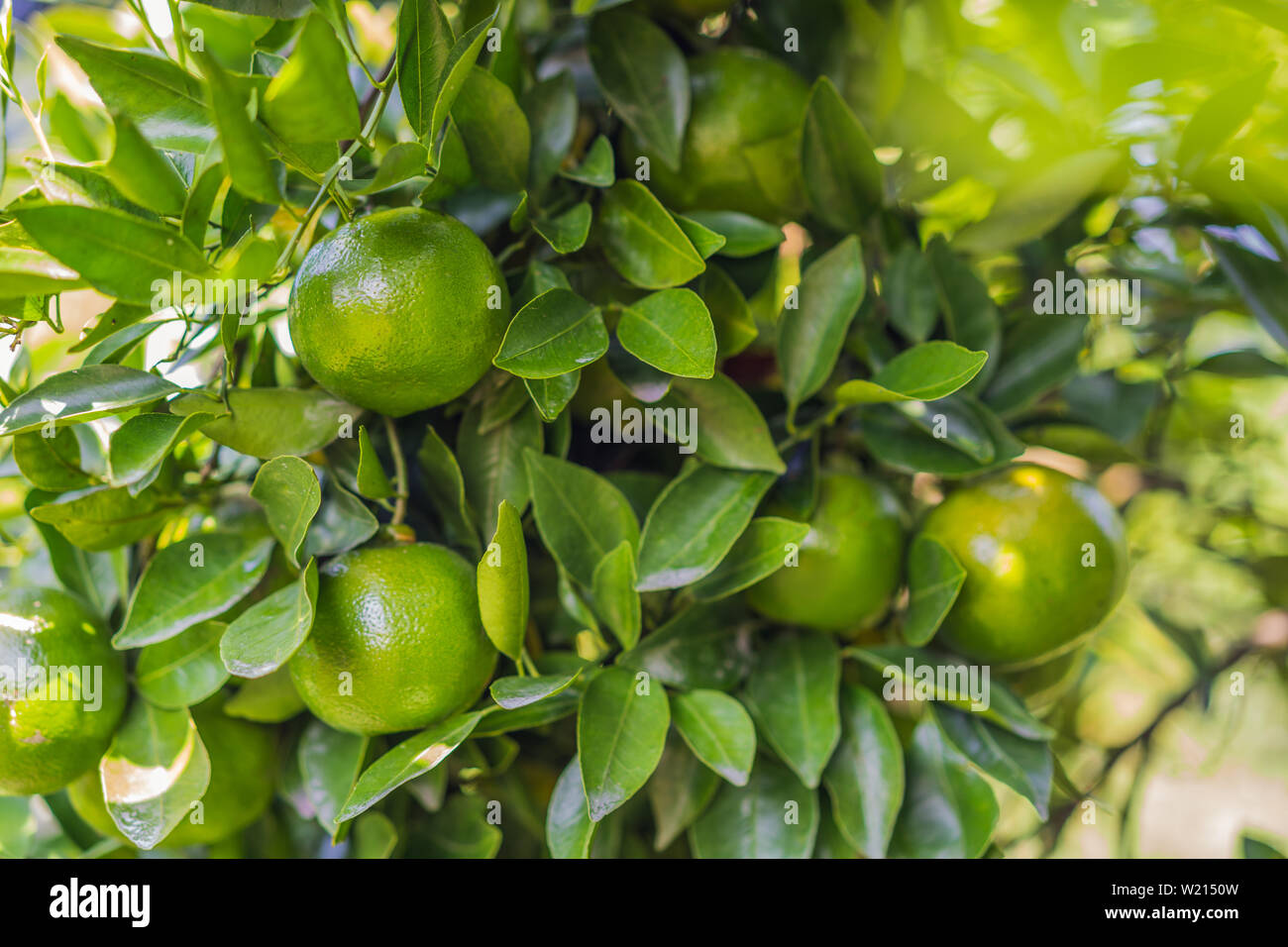 Mandarin tree with ripe fruits. Mandarin orange tree. Tangerine. Branch