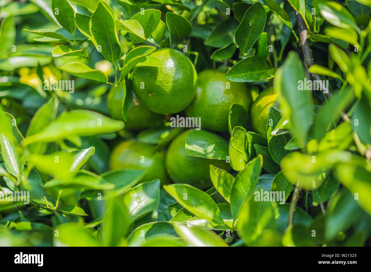Satsuma tree hires stock photography and images Alamy
