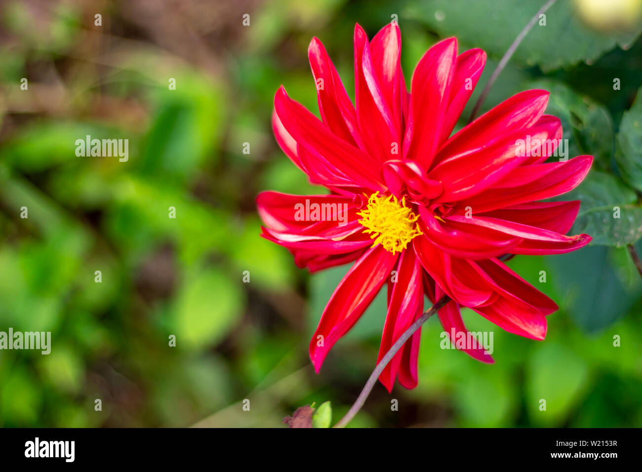Red flowers with yellow stamens green background. Stock Photo