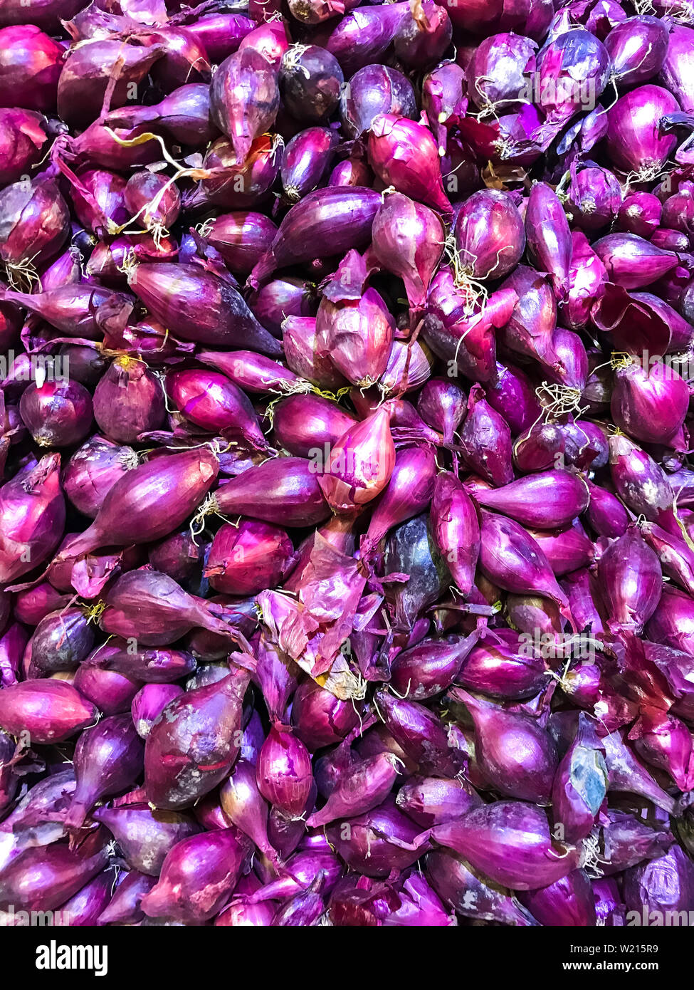 Planting red onion set hi-res stock photography and images - Alamy