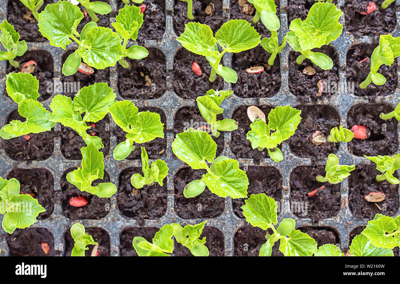 Seedlings Of Bitter Gourd To Grow From Seed In The Field Plot Stock Photo Alamy