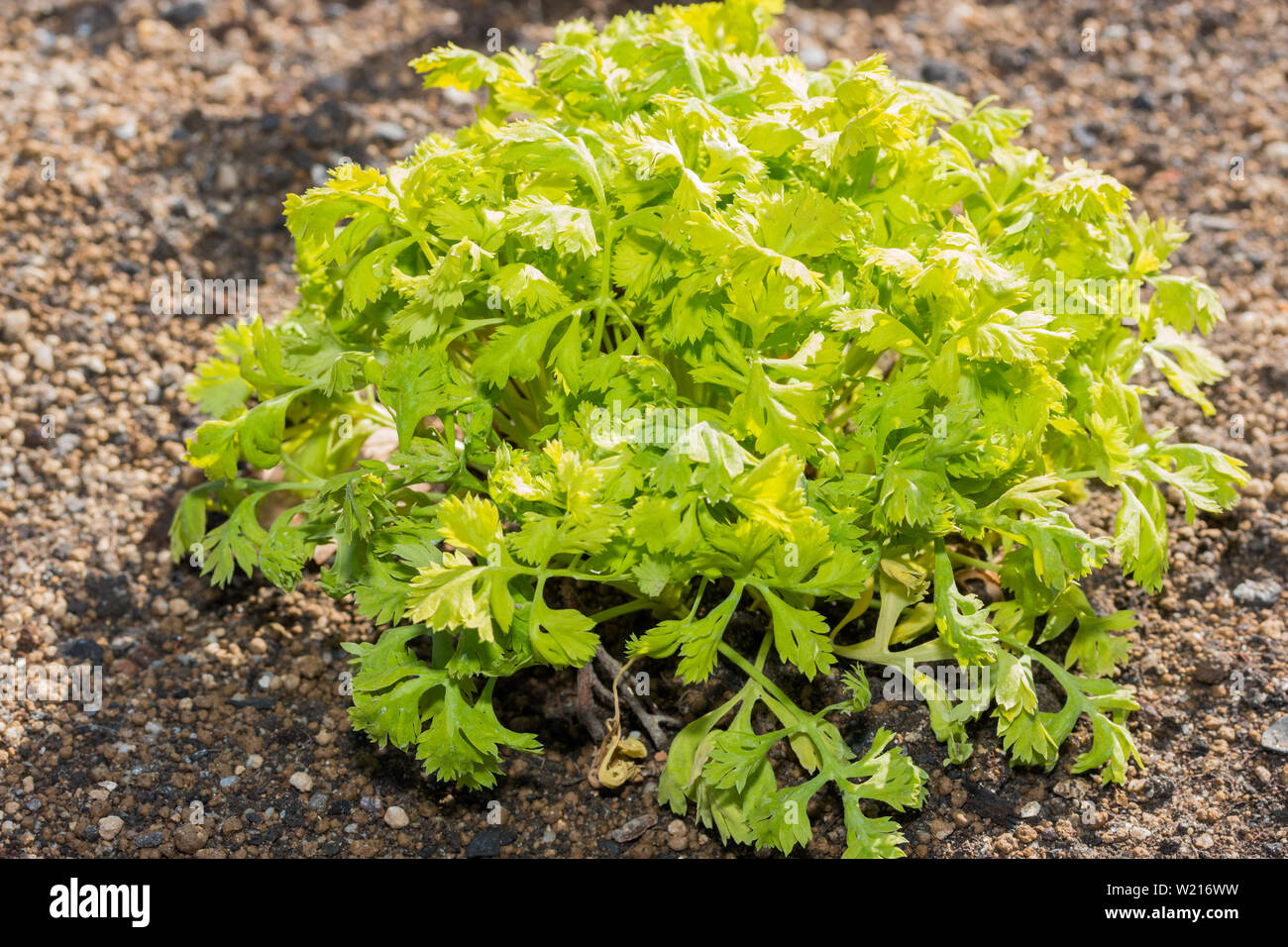 Bush of Tanacetum parthenium leaves lush in a garden. Stock Photo